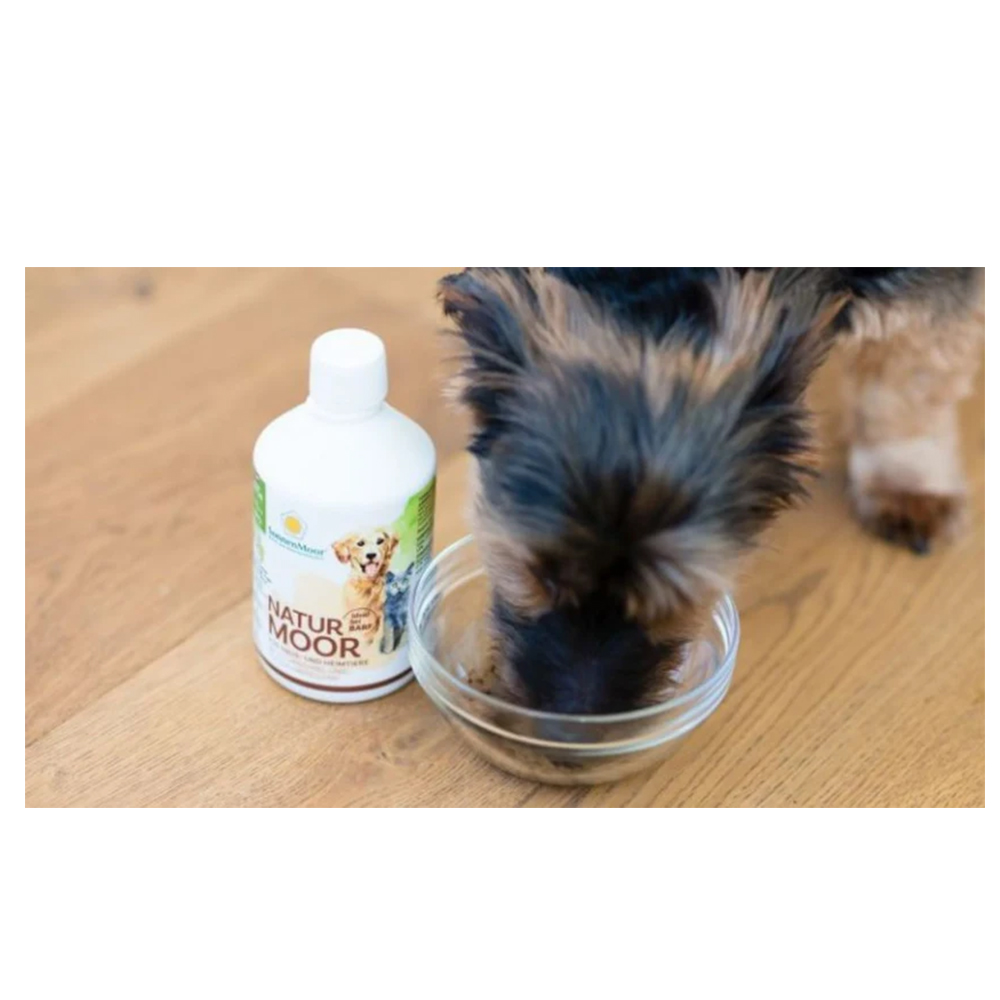 Tier, Hund, Säugetier, Haustier