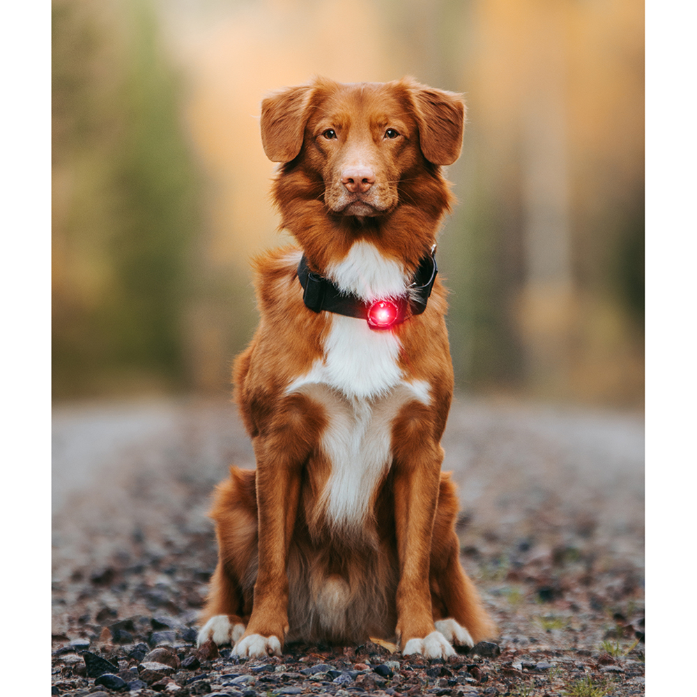 Tier, Hund, Säugetier, Haustier