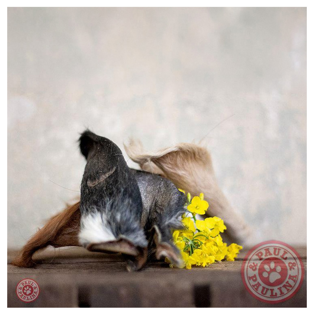 Hund, Schwarz-weißes Fell, Gelbe Blumen, Langhaariger Hund