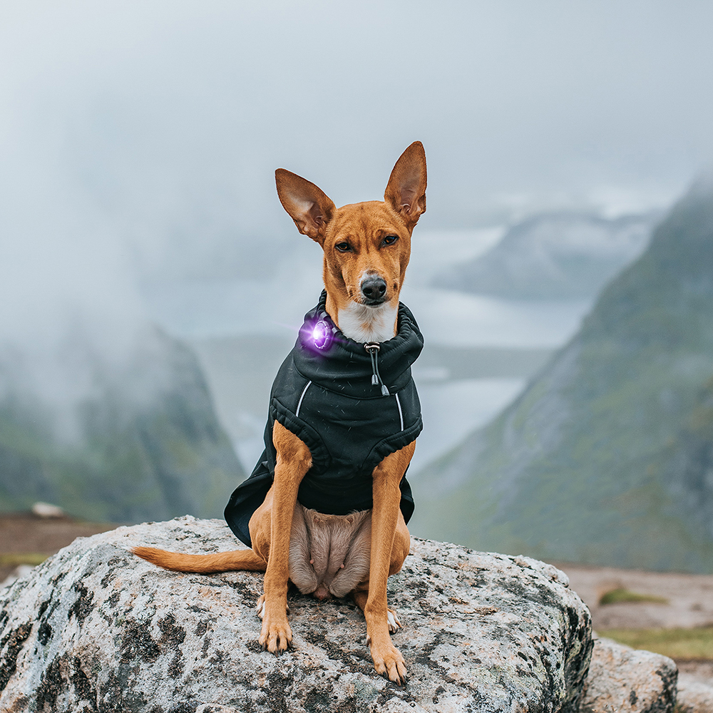 Hund, Weste, Leine?, Beleuchtung, Gepard?