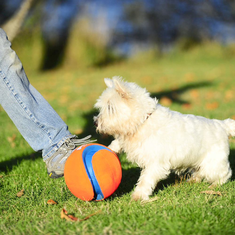 Fußball-Ball, Sphäre, Gras, Schuh, Hund