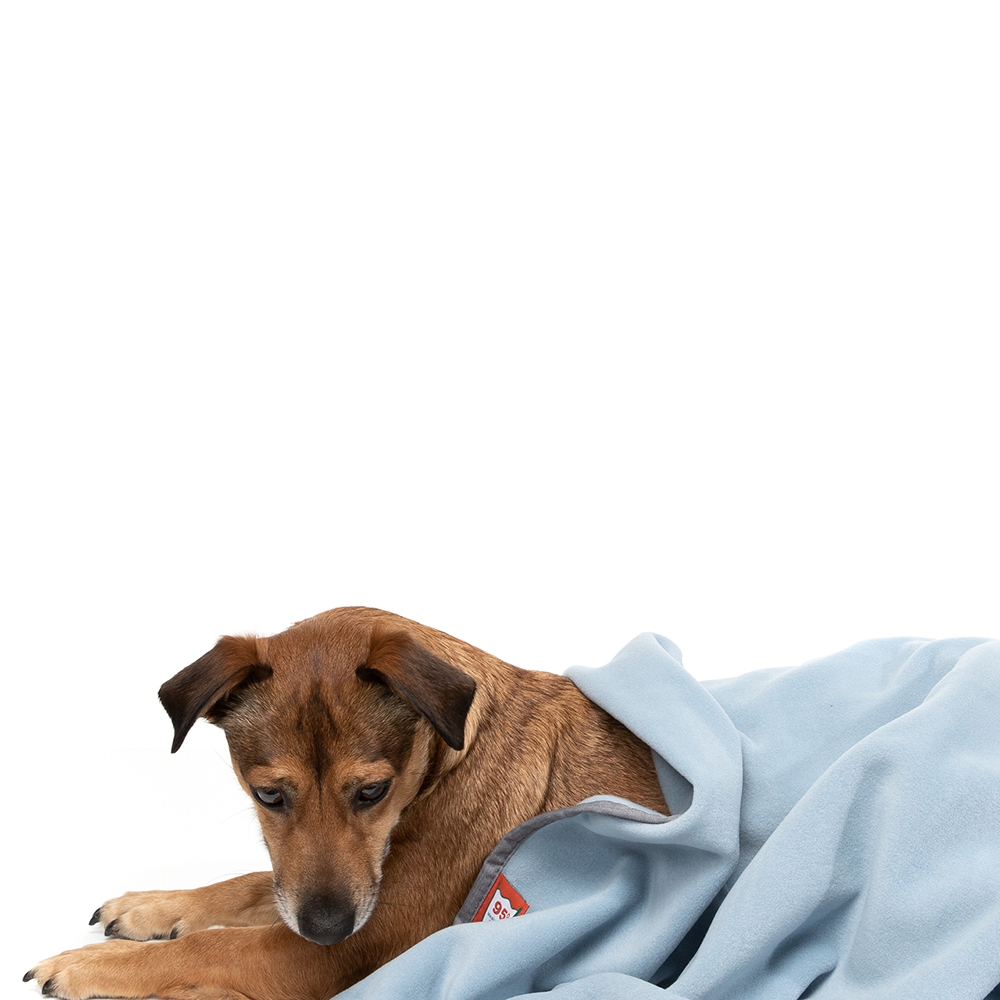 Decke, Hund, Säugetier, Haustier