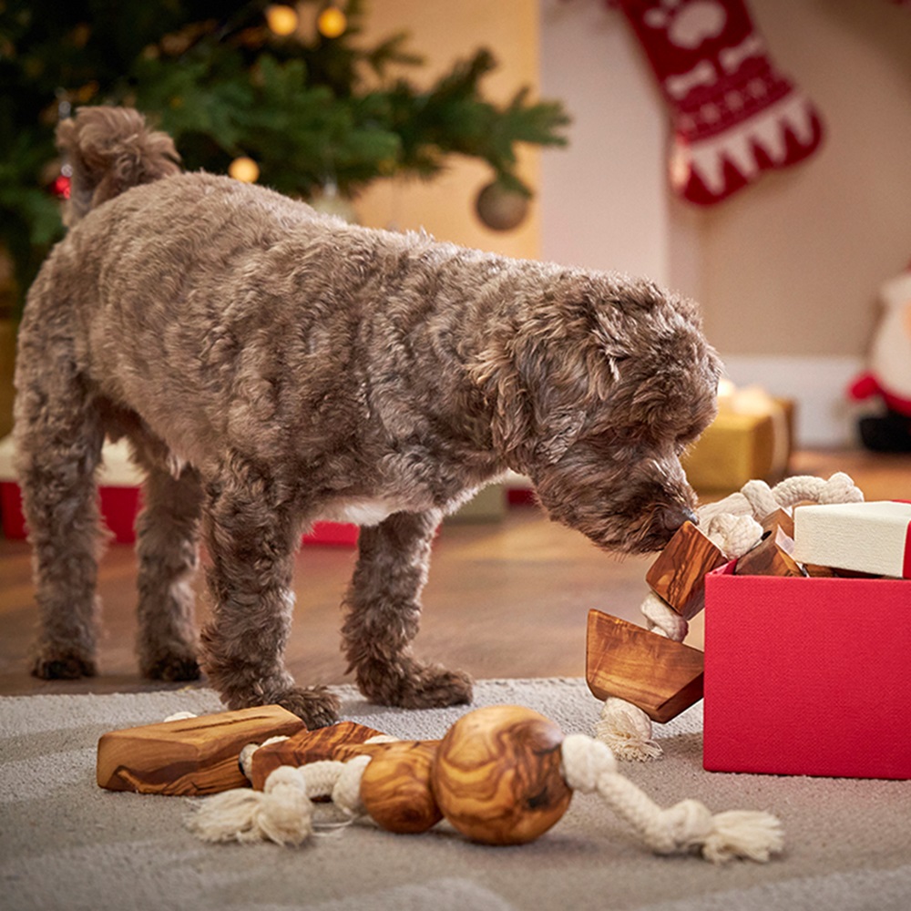Hund, Säugetier, Haustier, Welpe