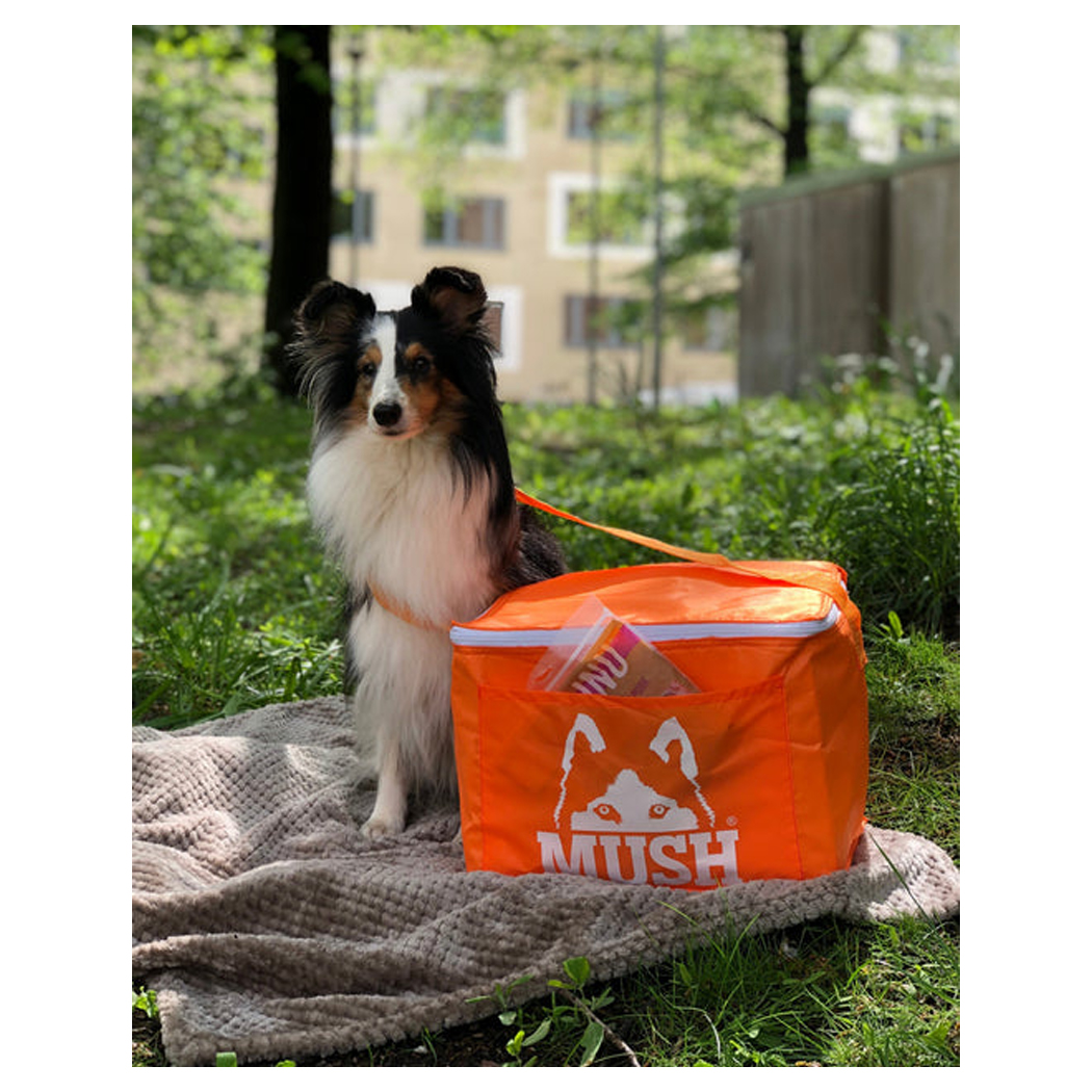 Hund, Hundetrage, orangefarbige Tasche, Hundeaccessoire, Tragetasche