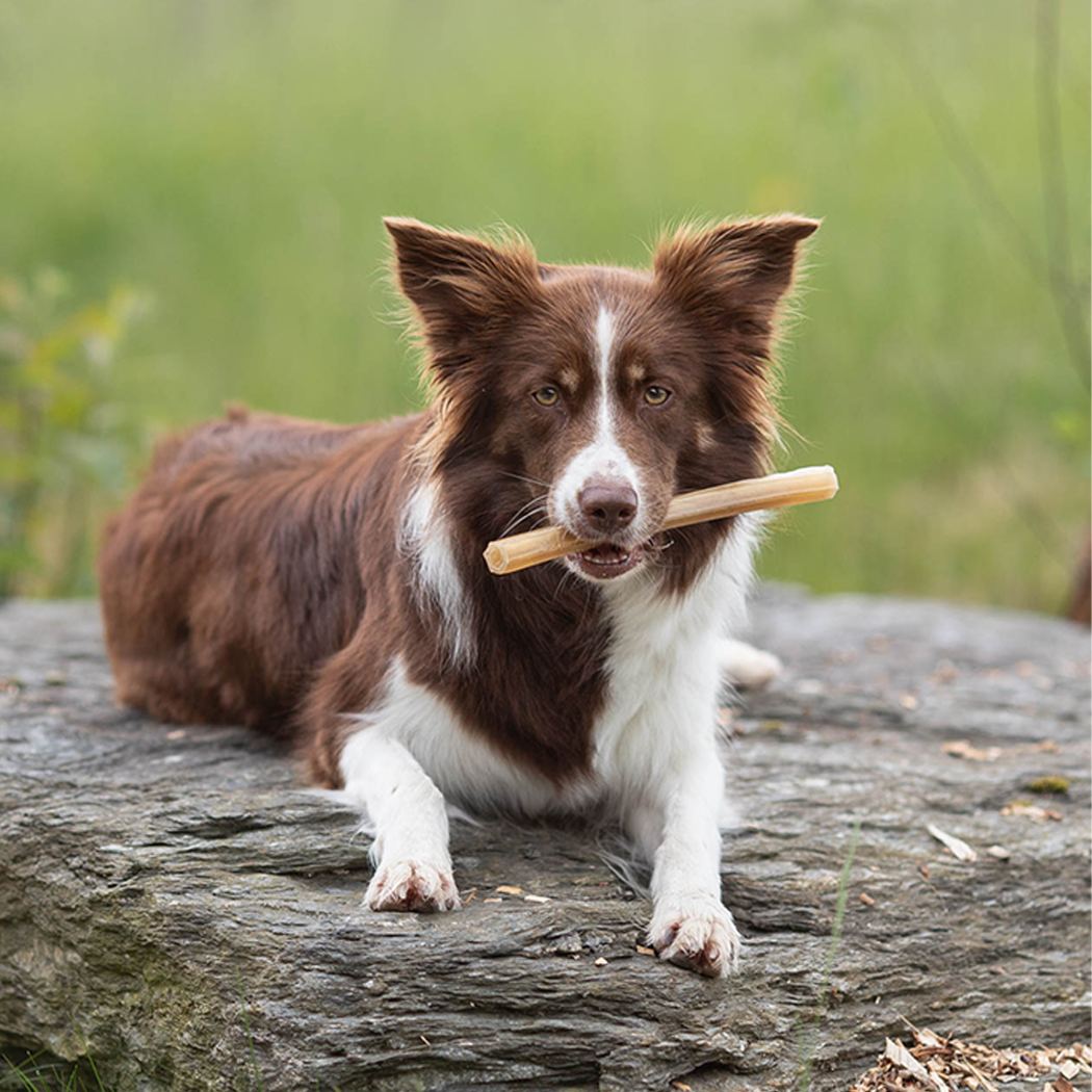 Hund, Knochen, Retriever, braun-weiß, Outdoor