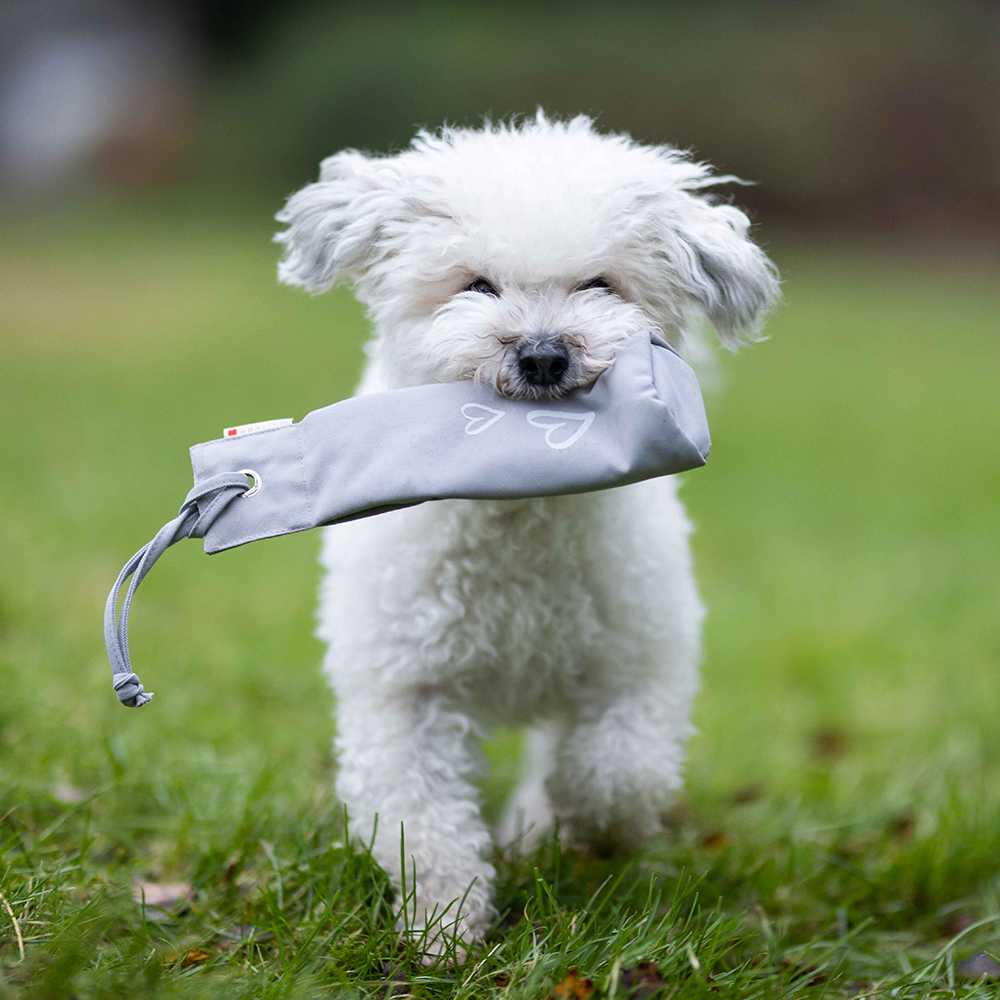 Hund, Welpe, Weißer Hund, Gras