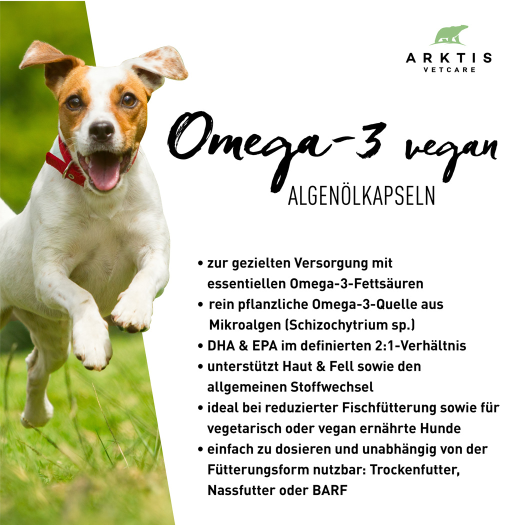 Hund, Tier, Hundehalsband, Springen, grüner Hintergrund
