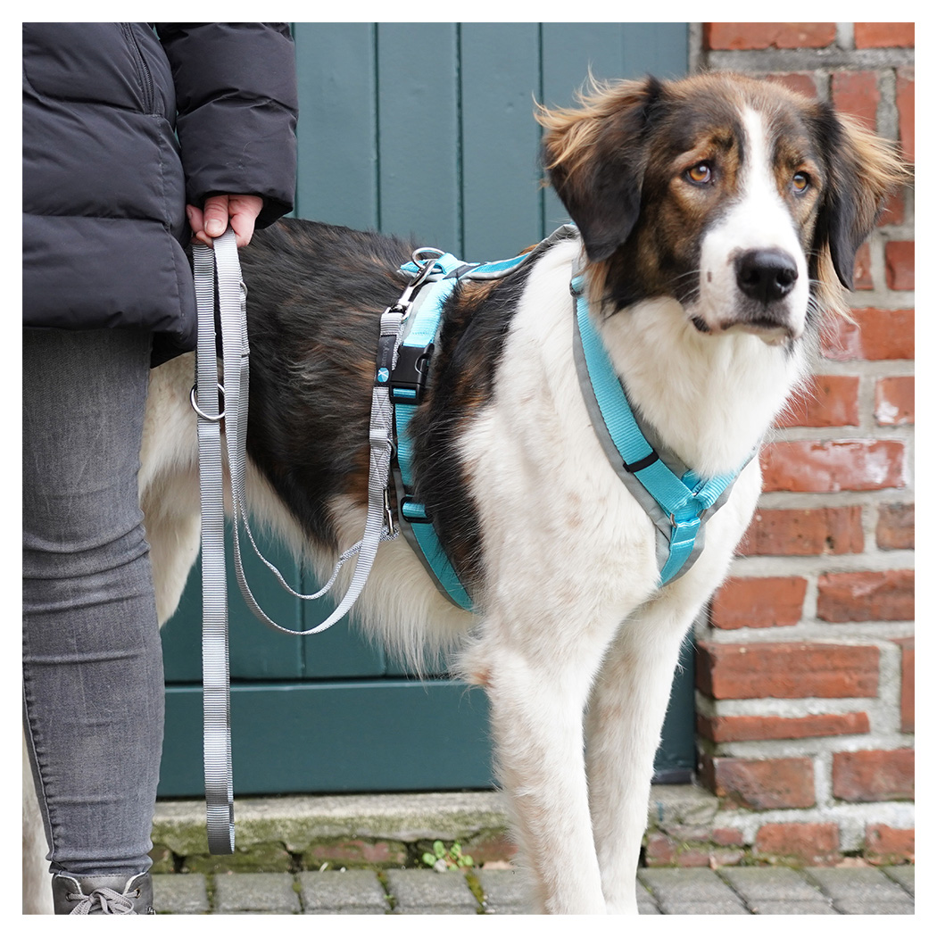 Hundegeschirr, Hundeleine, türkis, verstellbare Gurte, Nylon