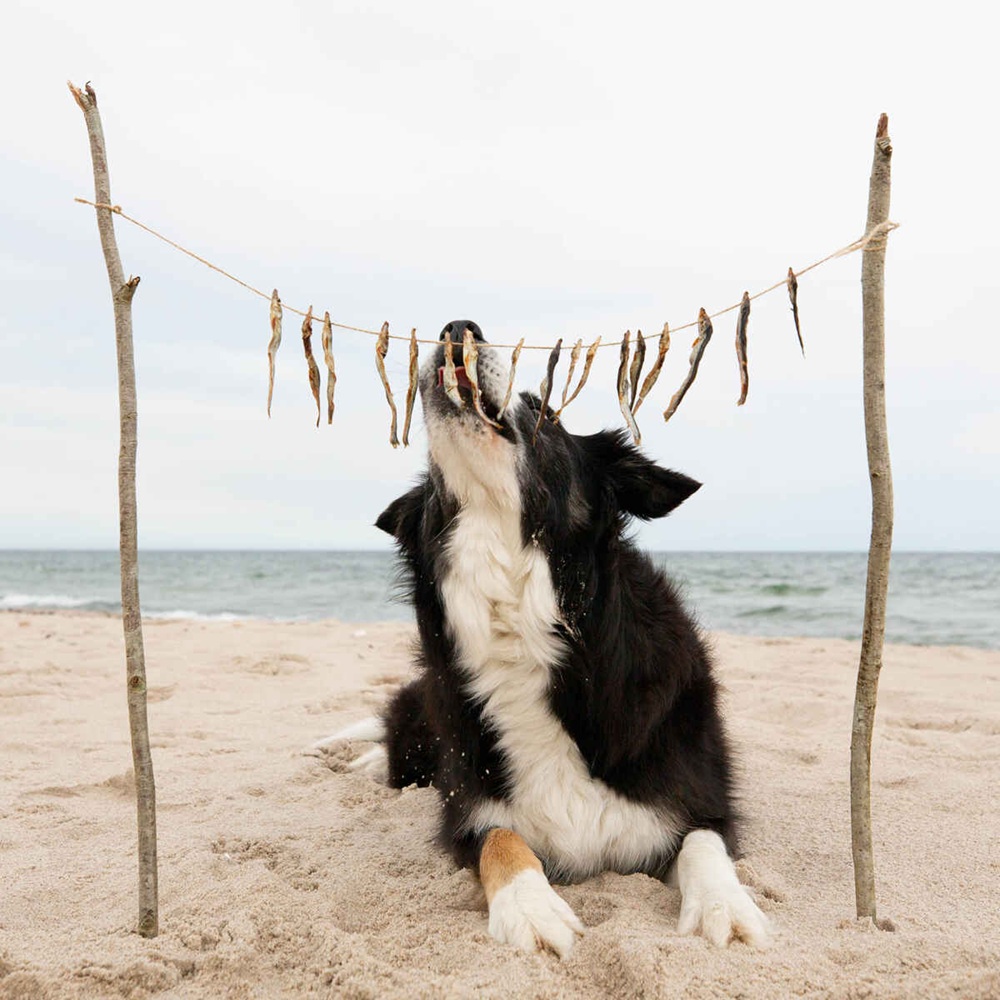 Strand, Draußen, Wasser, Hund, Haustier