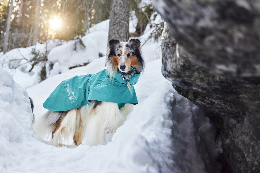 hundemantel, wintermantel, teal farbe, schnee, hund im mantel