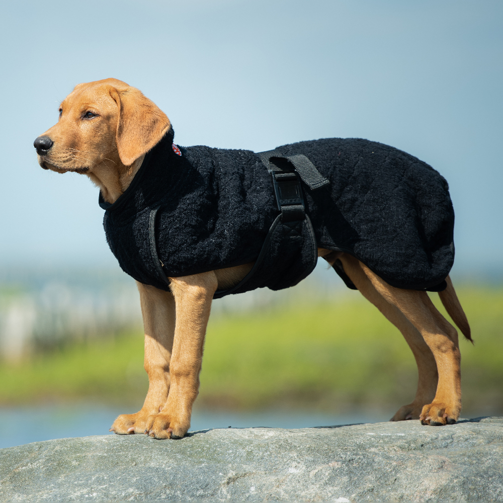 Hund, Säugetier, Haustier