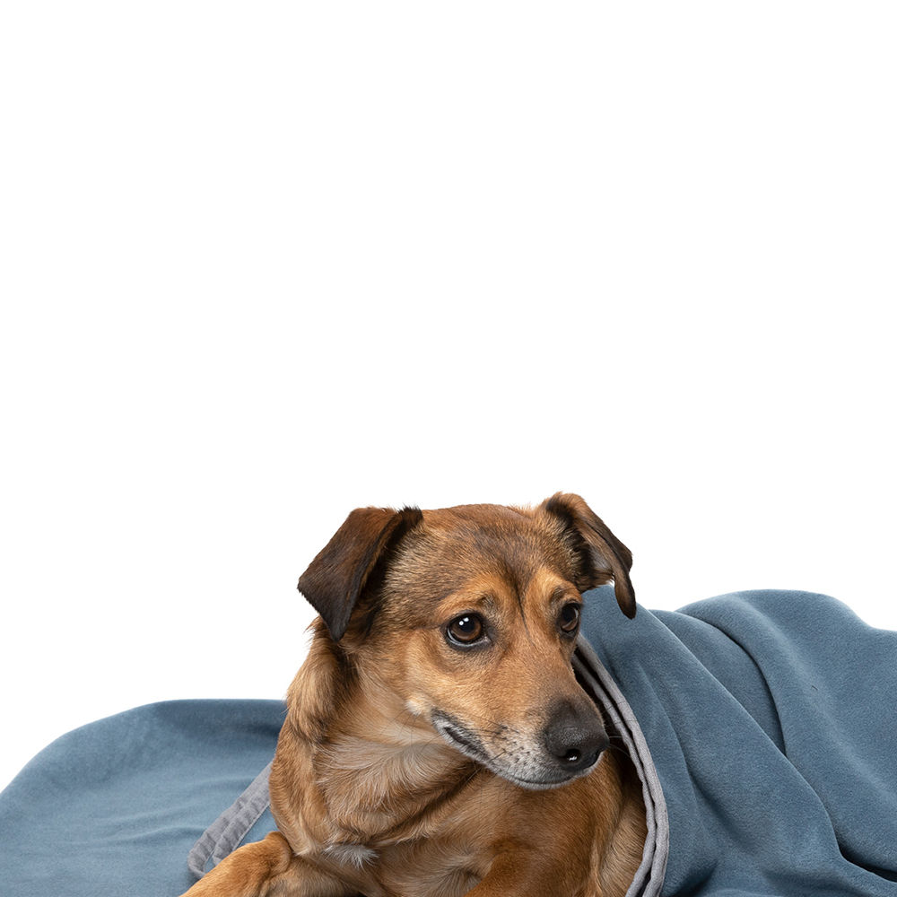 Hund, Säugetier, Haustier, Decke