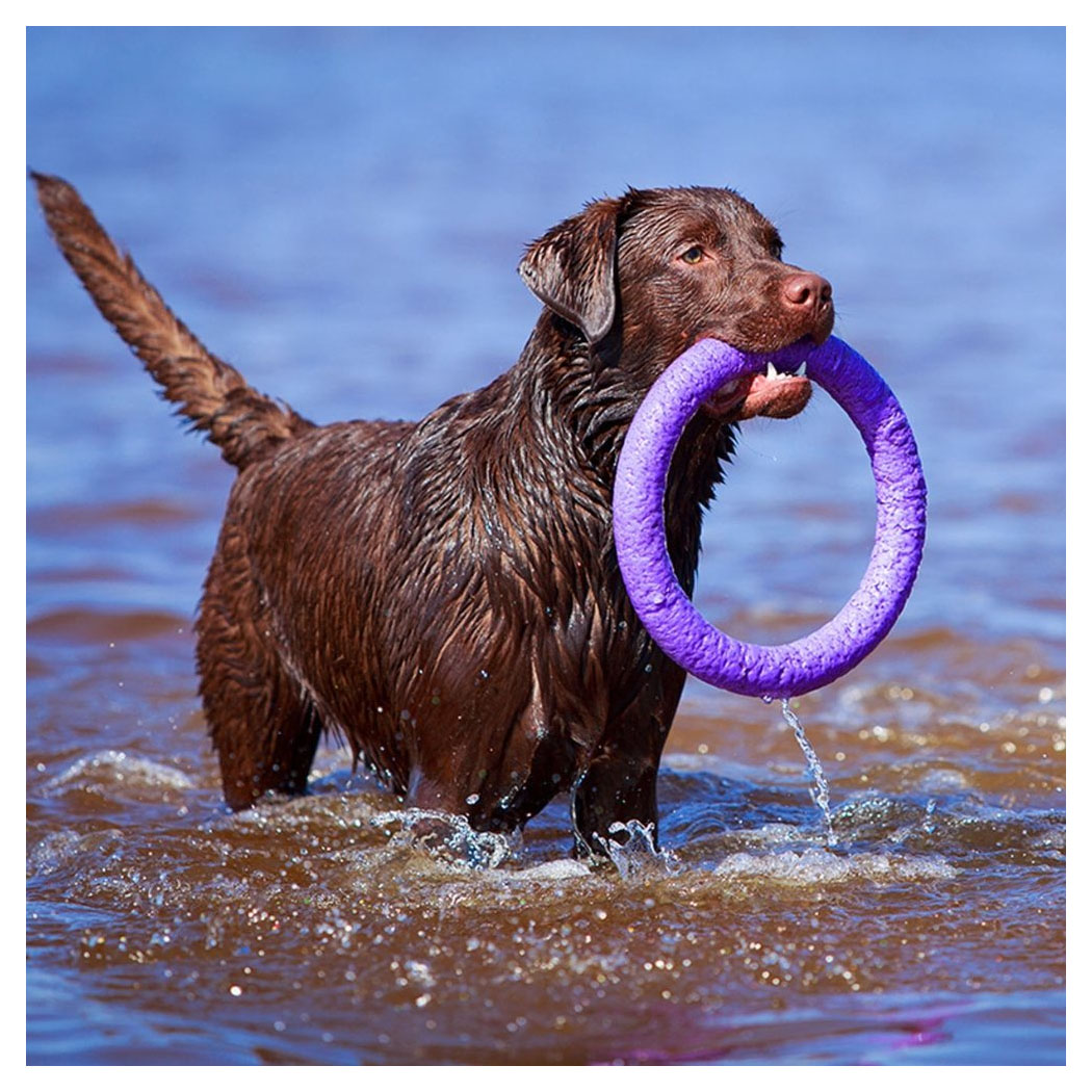 Hund, Schwimmhund, Spielzeugring, Schwamm?, Tier