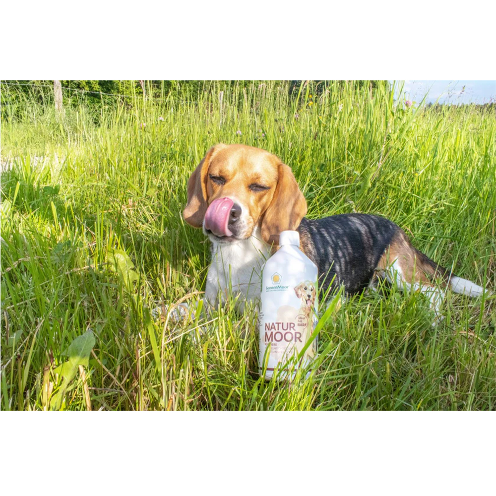 Hund, Beagle-ähnlich, Flasche, Naturprodukt, SonnenMoor