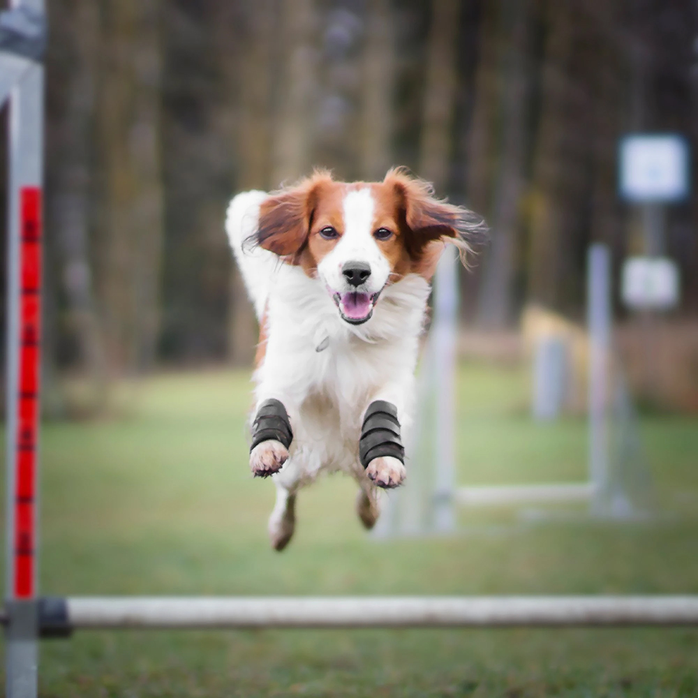 Hund, Sprung, Agility, Mantel/Schienbeinschoner, Hundefoto