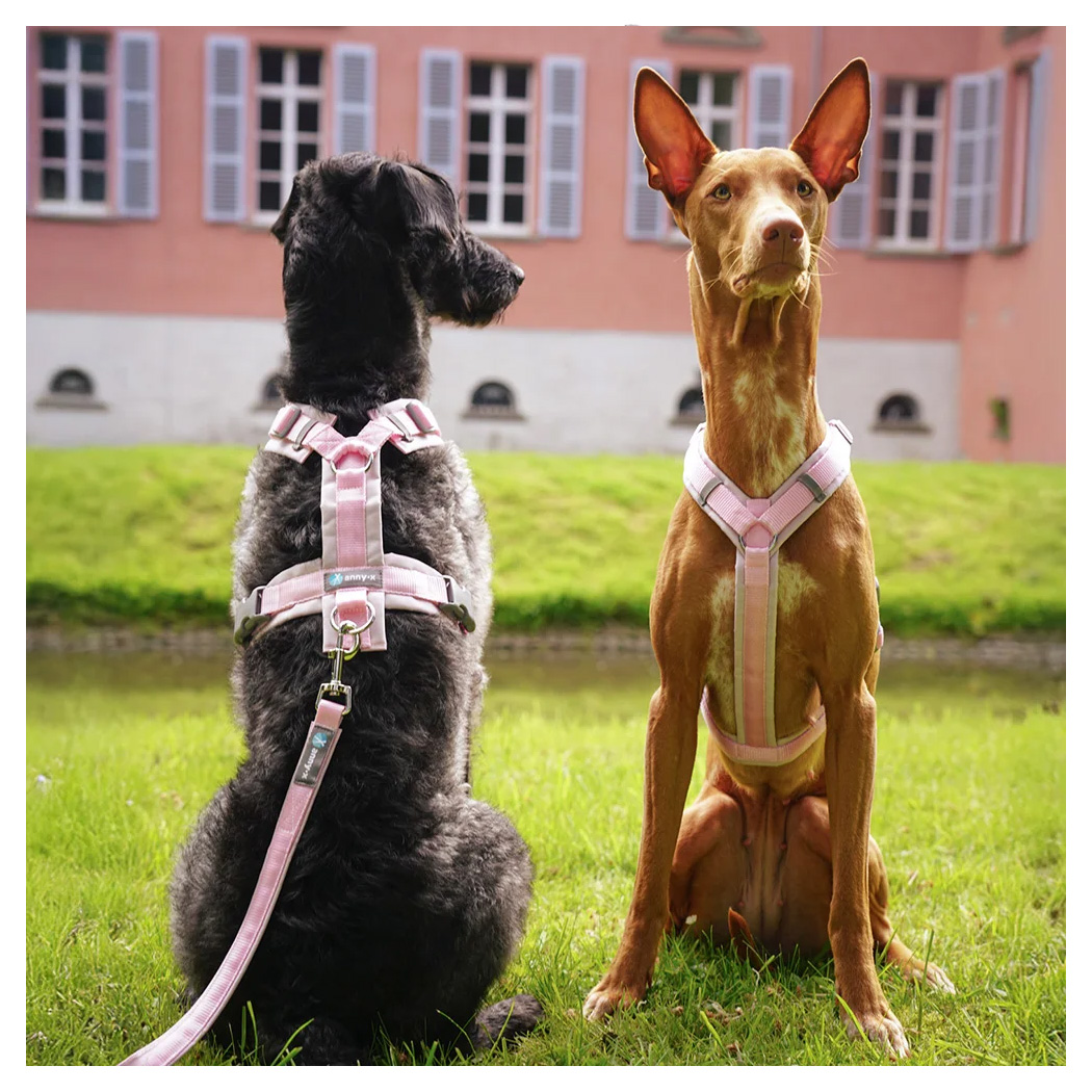 Hundehalsband, Halsband, Gurtband?, Halterung?, Leine