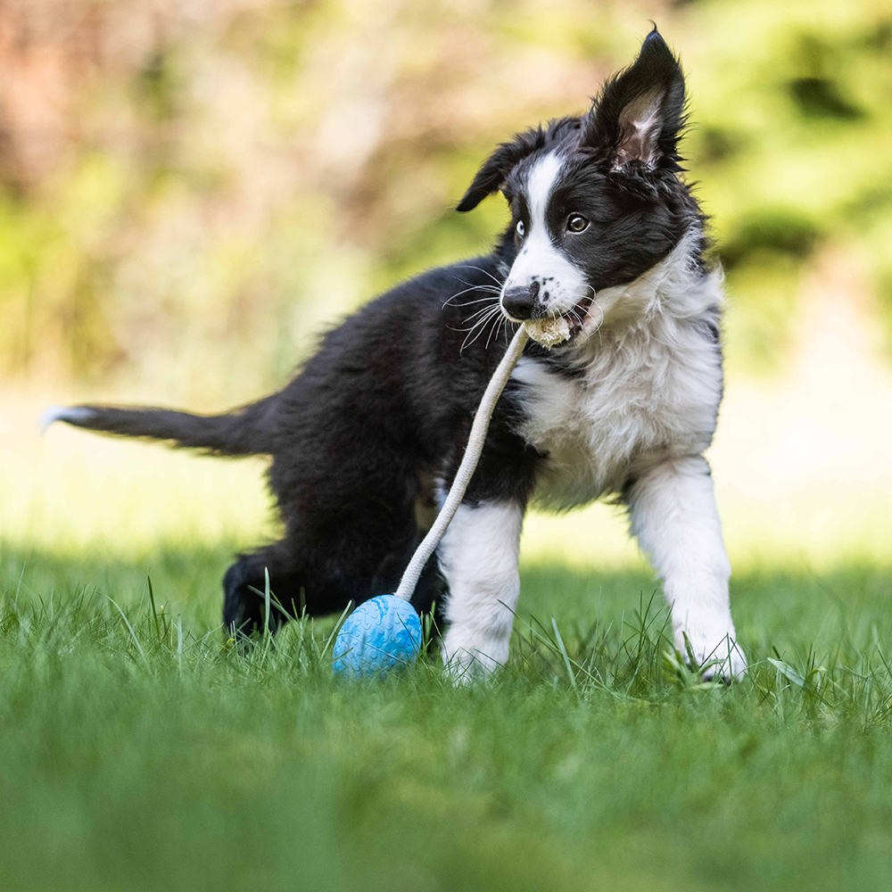 Gras, Riemen, Hund, Welpe, Rasen