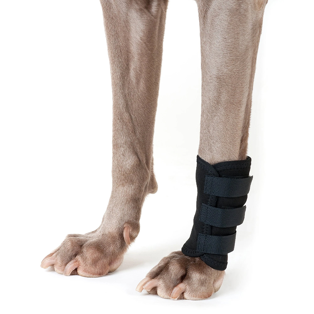 Hundbein, Knöchelsupport, Umwicklung, schwarze Schiene, Tierorthese