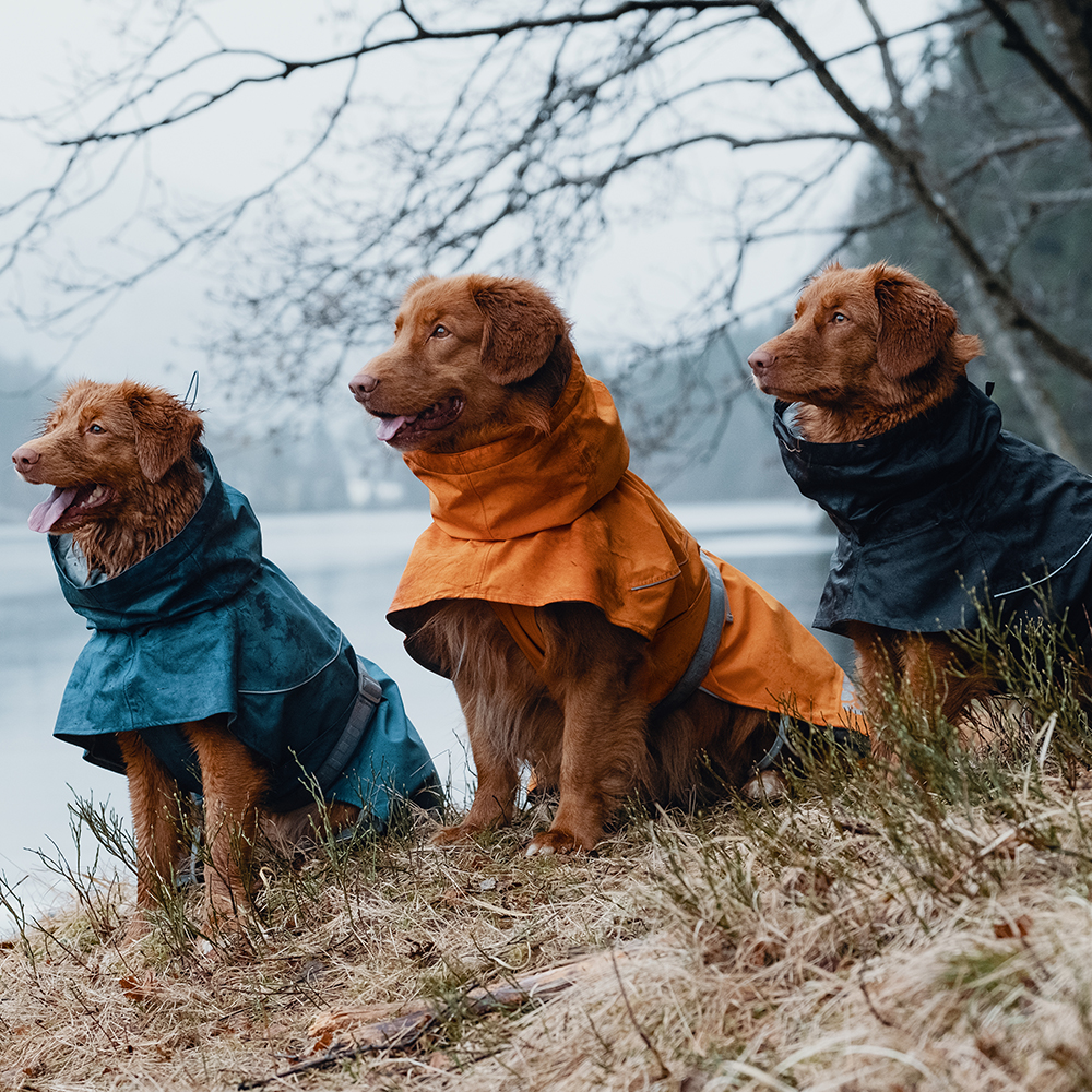 Hund, Mantel, Draußen, Dreierpack, Regularer Hundemantel