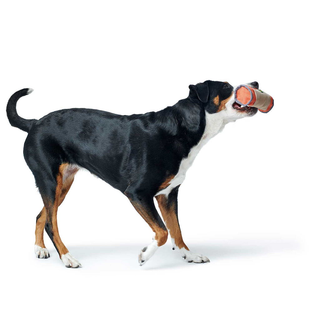 Hund, Spielzeug, Kauspielzeug, Schwarz-Braun-Weiß, Hund mit Spielzeug