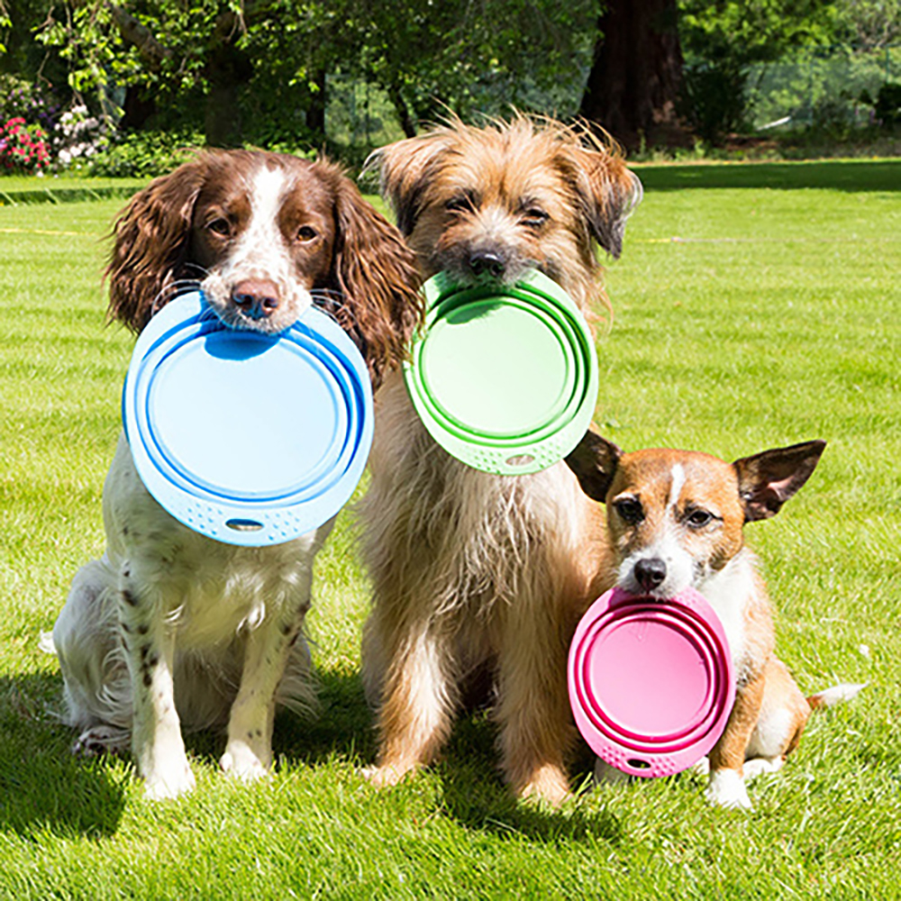 hunde frisbees, frisbee hund, spielzeug frisbee, leder frisbee, grüner blåpst