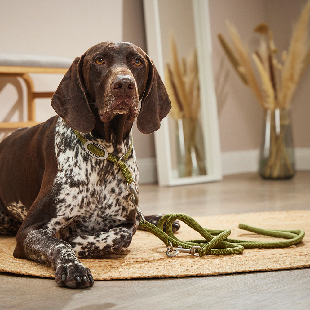 Hund, Leine, Halsband, Punkten/Apportierzeiger, Tierhaus Interior