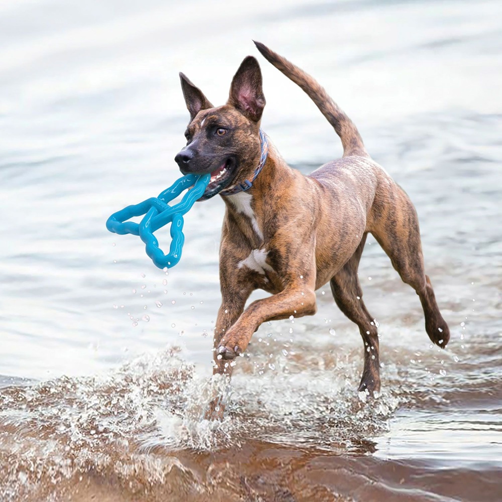 Hund, Spielzeug, Kong, Schwimmspielzeug, Brustband?