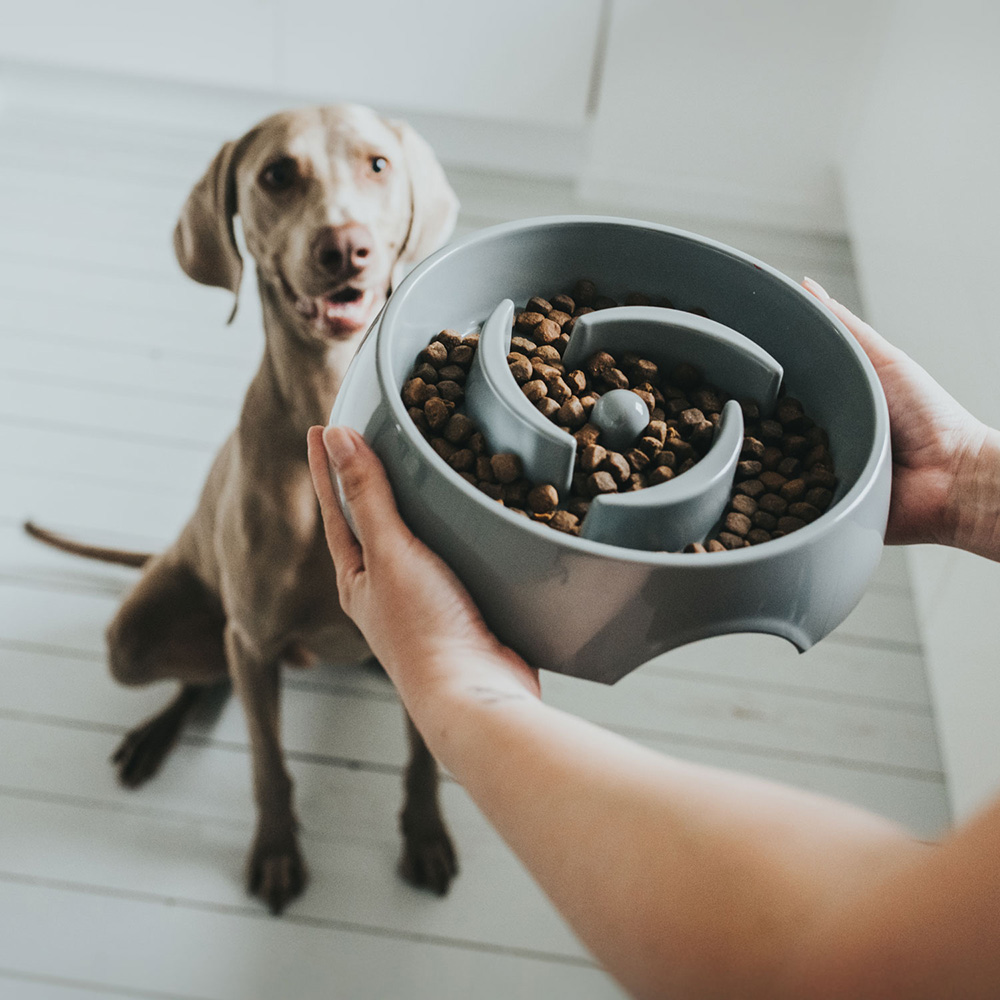 Hund, Säugetier, Haustier, Schüssel, Person