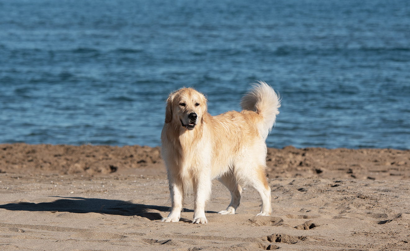 Golden Retriever Oreo steht am Sandstrand vor dem Meer, mit weichem, leicht nassem Fell und wedelndem Schwanz.