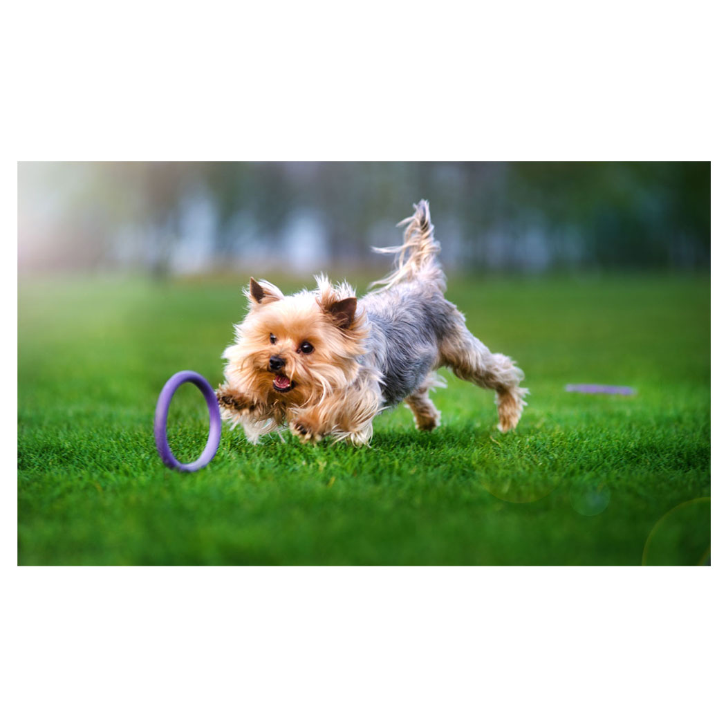 Hund, Spielzeugring, Hundespielzeug, Park, Hundeabenteuer