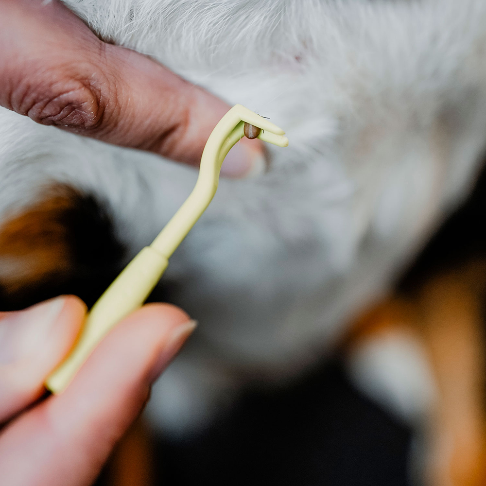 tierpflege, nägel trimmen, clipper, gelbes werkzeug, pfotenpflege