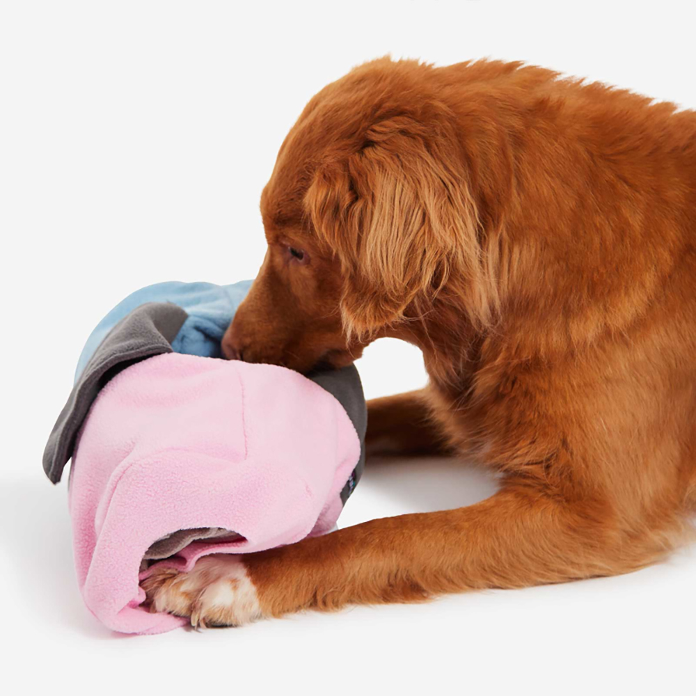 Hund, Haustier, Welpe, Golden Retriever
