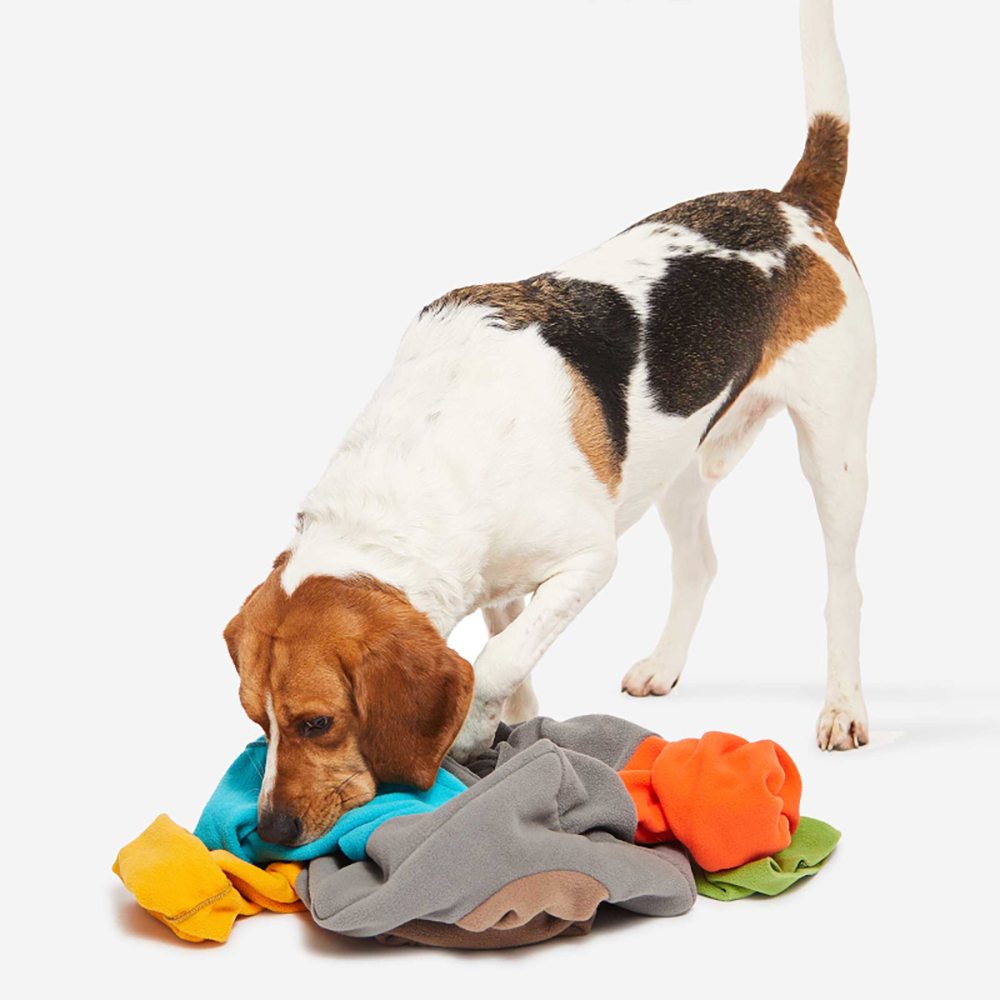 Hund, Spielzeug, Kleidung, Farben, Fleecestoff