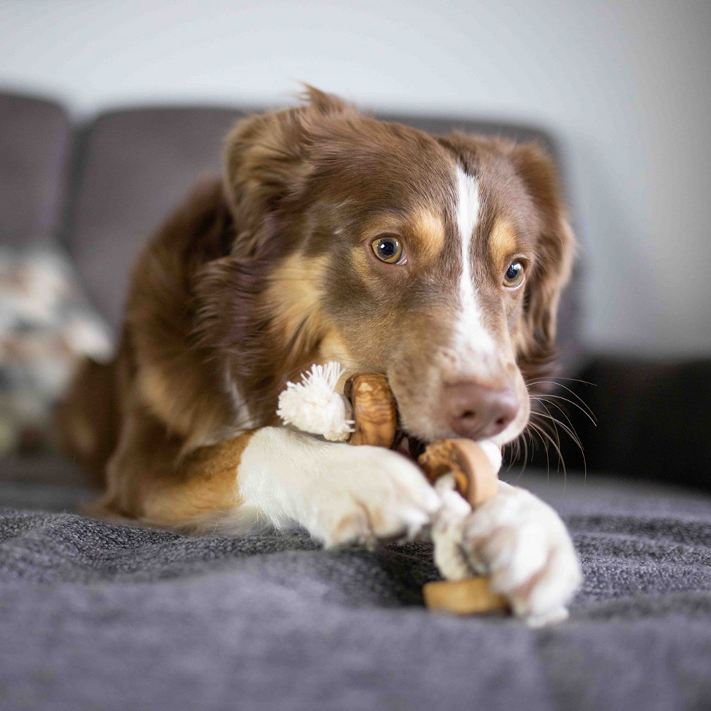 Hundestern, Kauspielzeug, Knabberspielzeug, braun-weiß, Bohr-/Zerrspielzeug