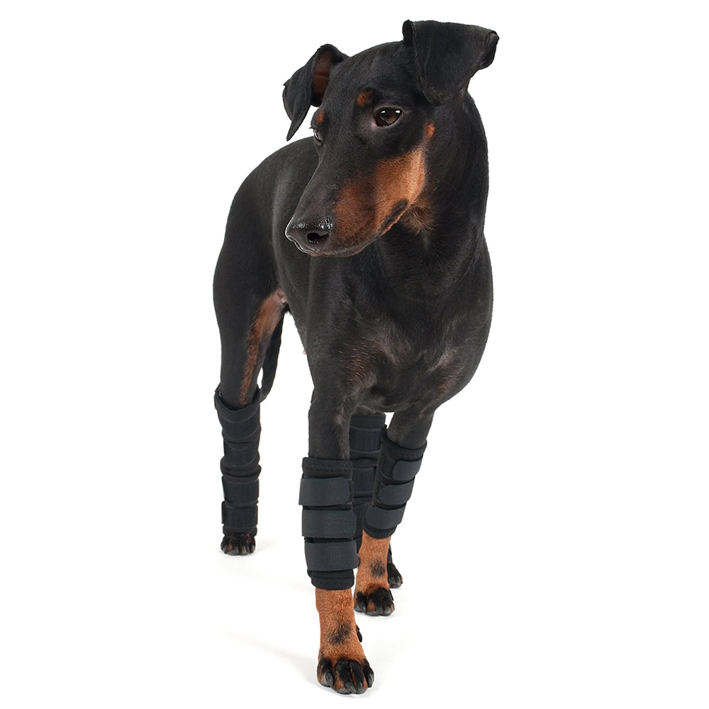 Hund, Dobermann, Knieschutz, Beinschienen, Hundeoutfit