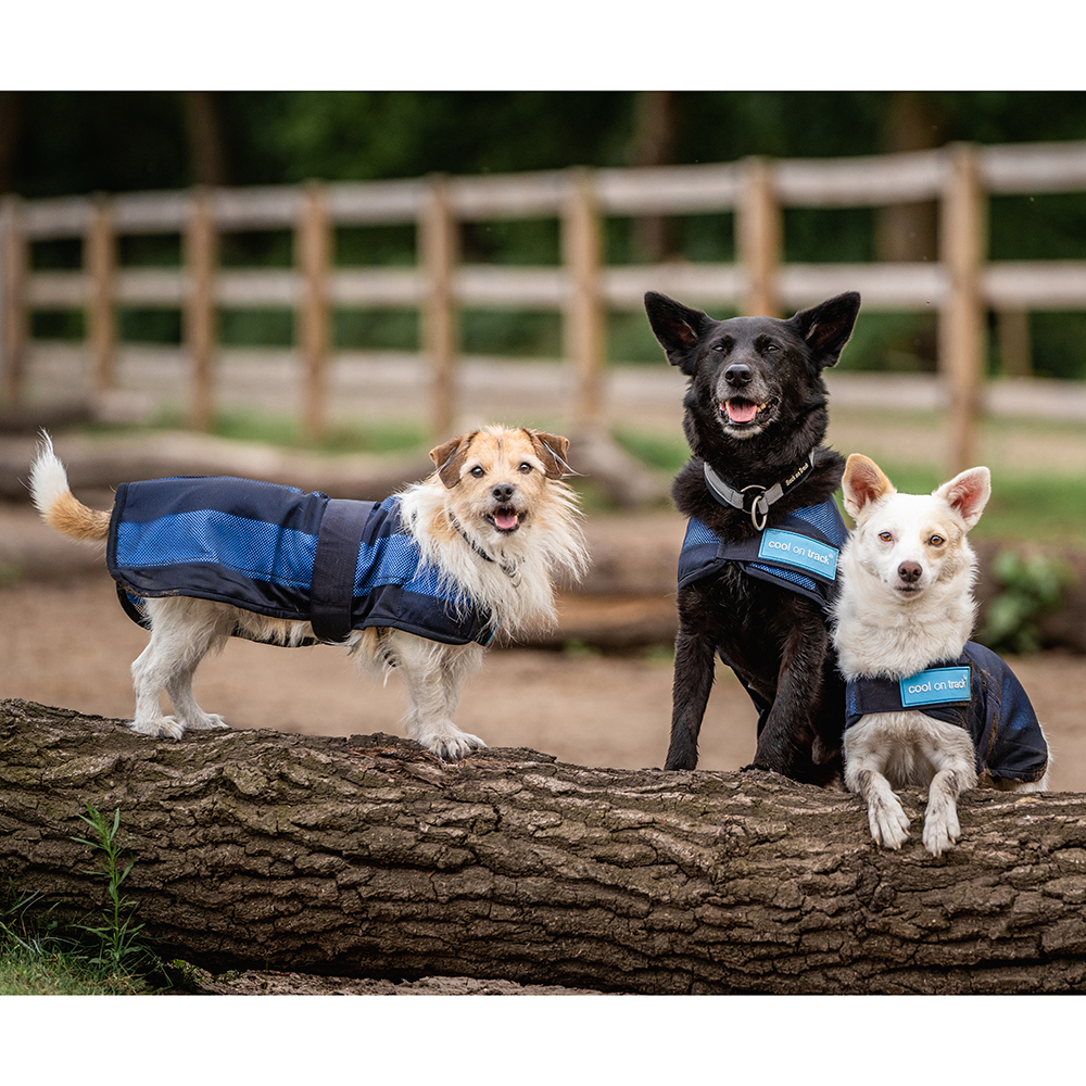 Hundeweste, Dog vest, Outdoor, Kleidung, Westen mit Reflecting stripe