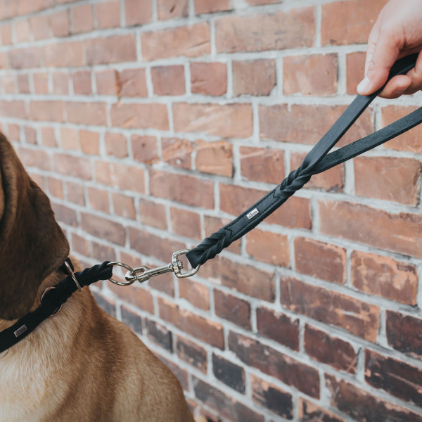 harness, Leine, Hund, geflochten, Leder/Seil?