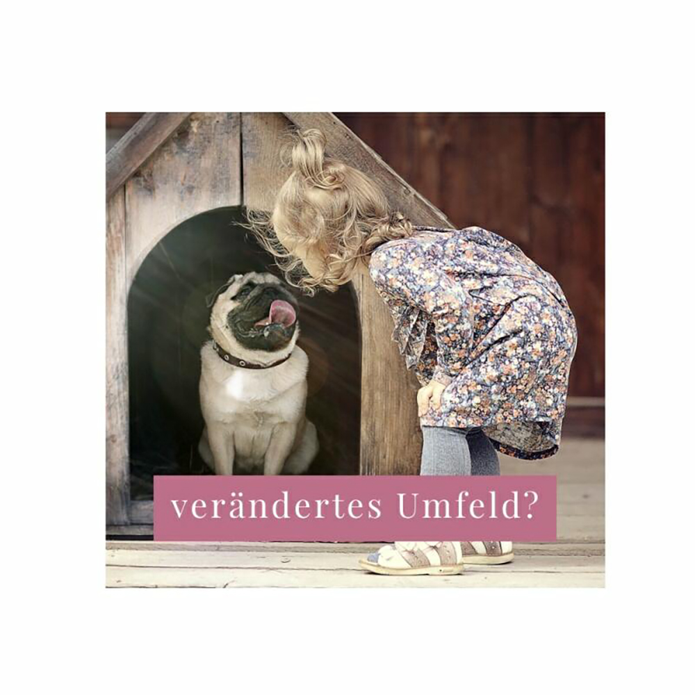 Person, Hundehütte, Hund, Säugetier, Haustier