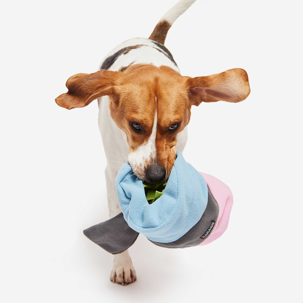 Hund, Beagle, Krawatte