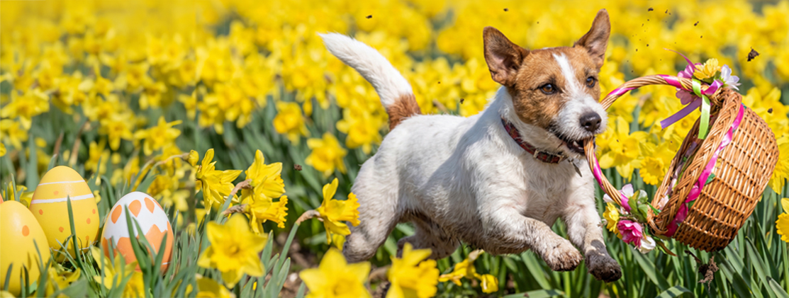 Hund, Jack Russell?, Blumenfeld?, DIY?, Basket, Hund, Jack Russell, Blumen, Korb, Basket, Hund, Tier, Korb, gelbe Blumen, Feld, hund, hund, korb, korb mit blumen, blumenfeld, Hund, Jack Russell, Tier, Korb, Gelbe Blumen, Hund, Jack-Russell-Terrier, Korb,