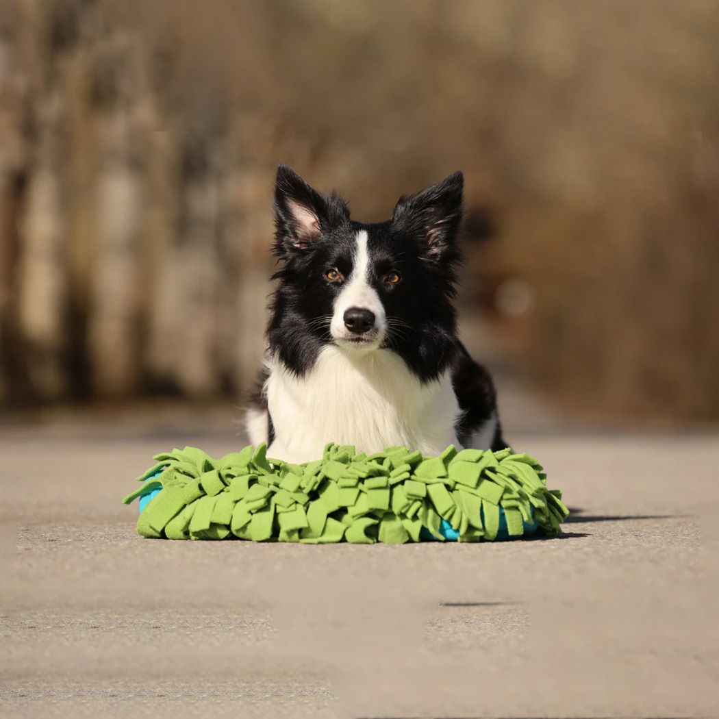 Hund, Border Collie, schwarz weiß, Tier-Spielzeug, grüner Matte