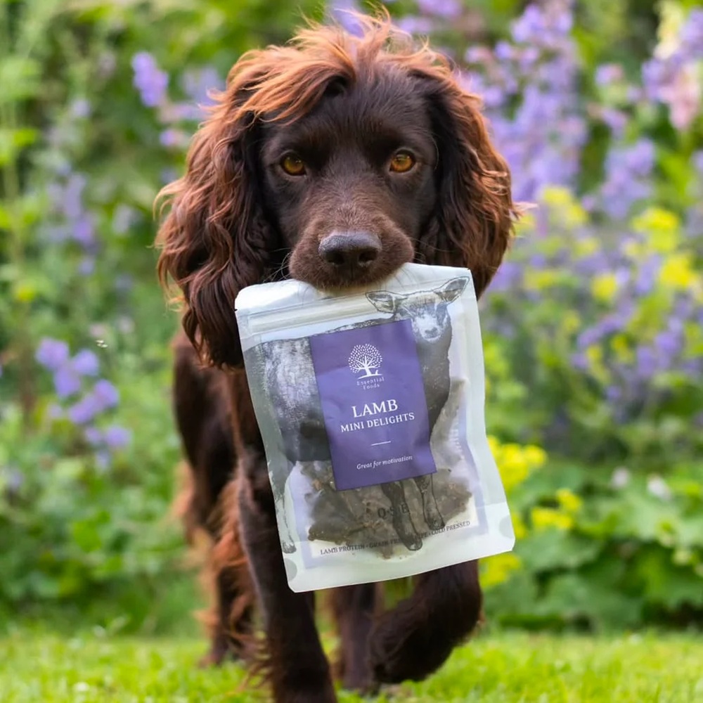 Tier, Hund, Säugetier, Haustier