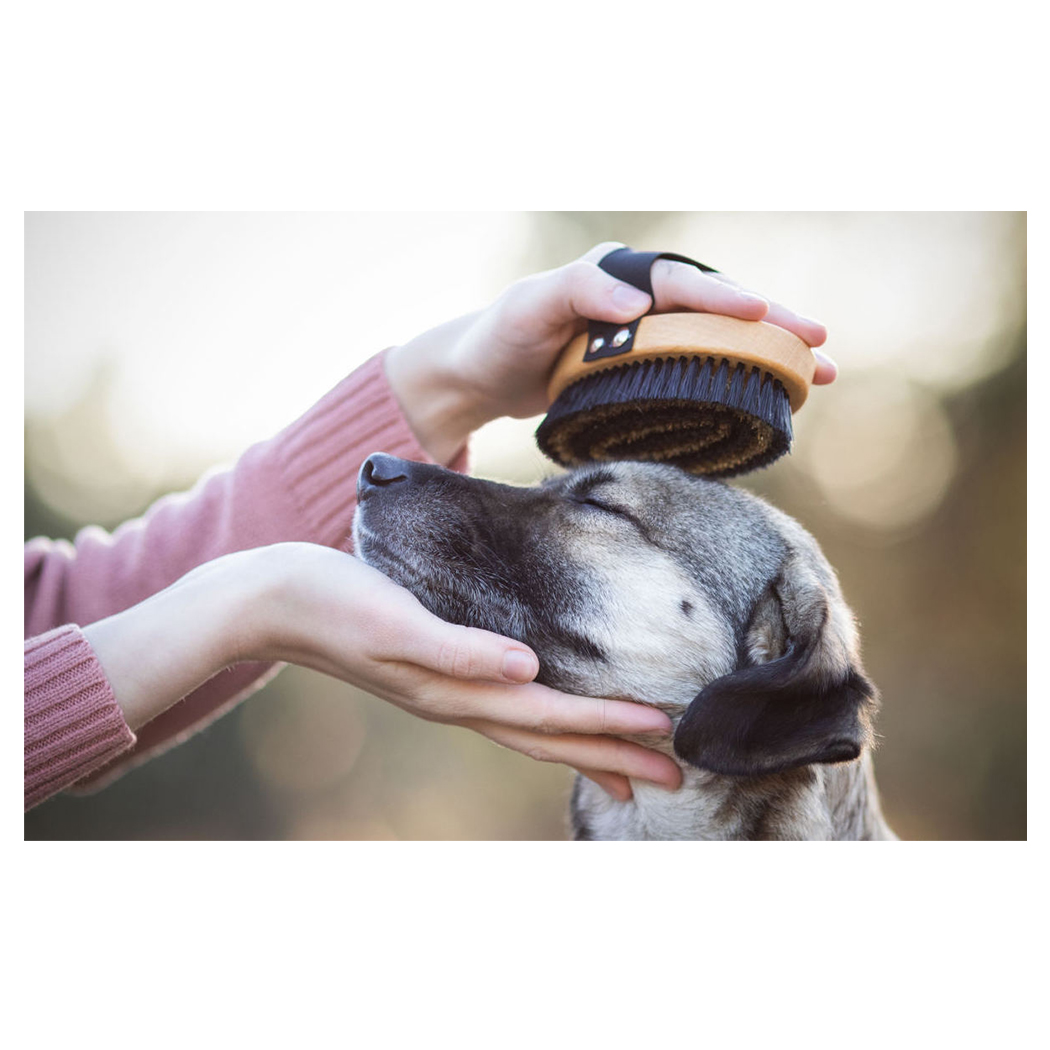 Hund Pflege, Hunde bürste, Bürsten, Tierpflege, Hundengesicht
