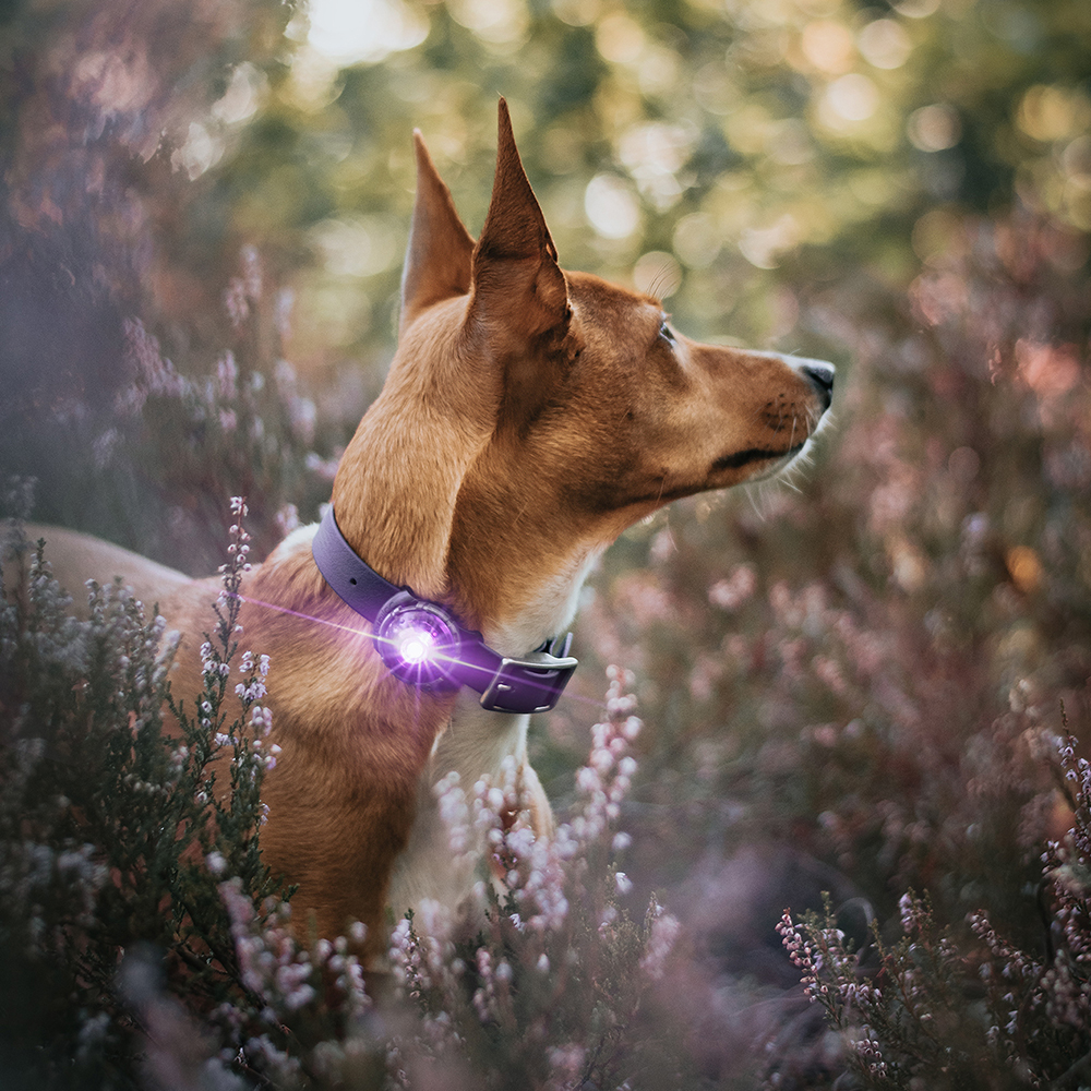 Hundehalsband, lila Halsband, LED-Halsband, Hundezubehör, Außenszene