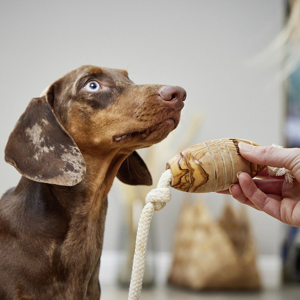 Hund, Säugetier, Haustier
