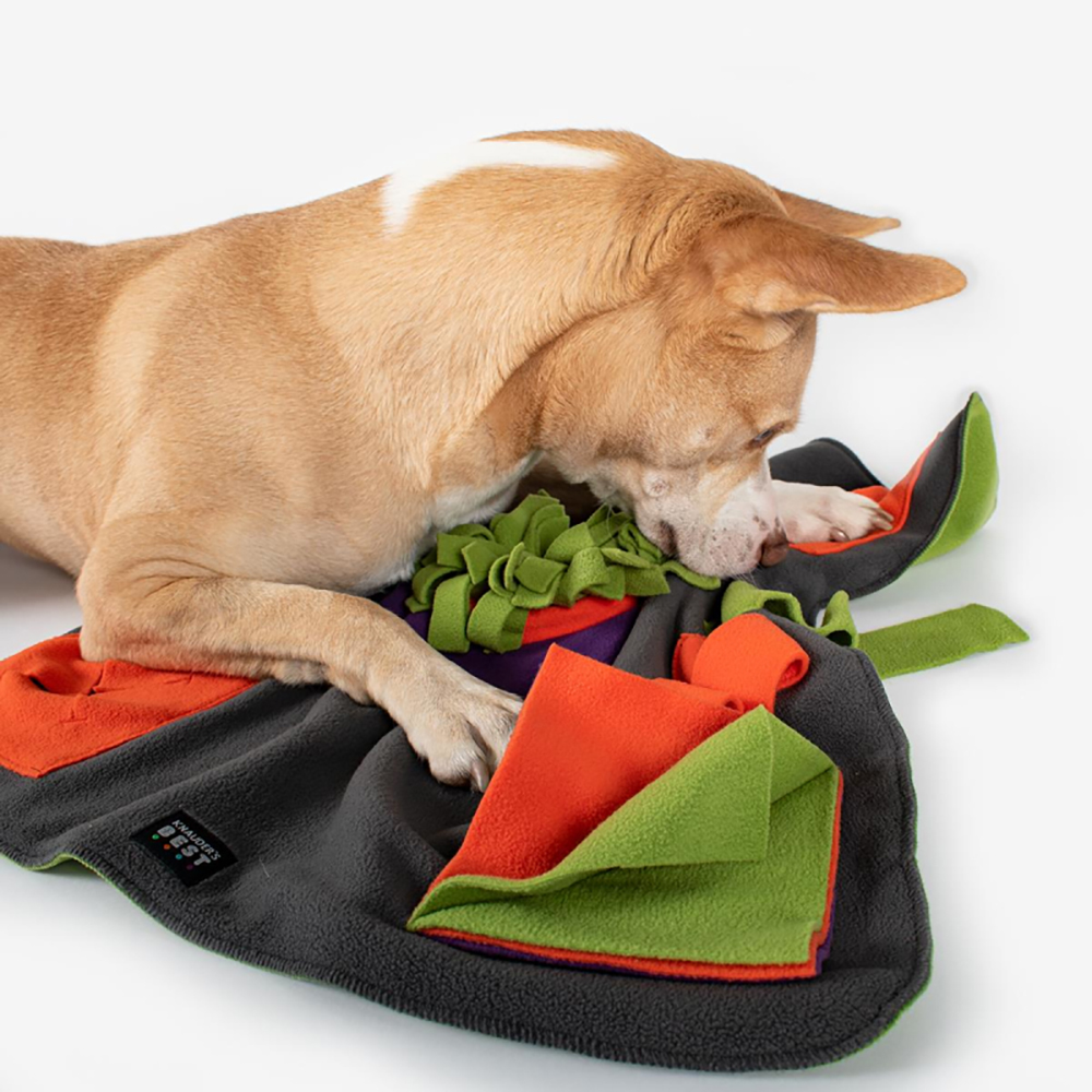 hund, decke, fleece, bunt, spielzeugzubehör