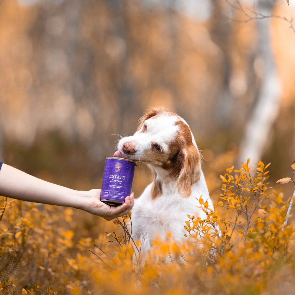 Photographie, Hund, Haustier, Welpe