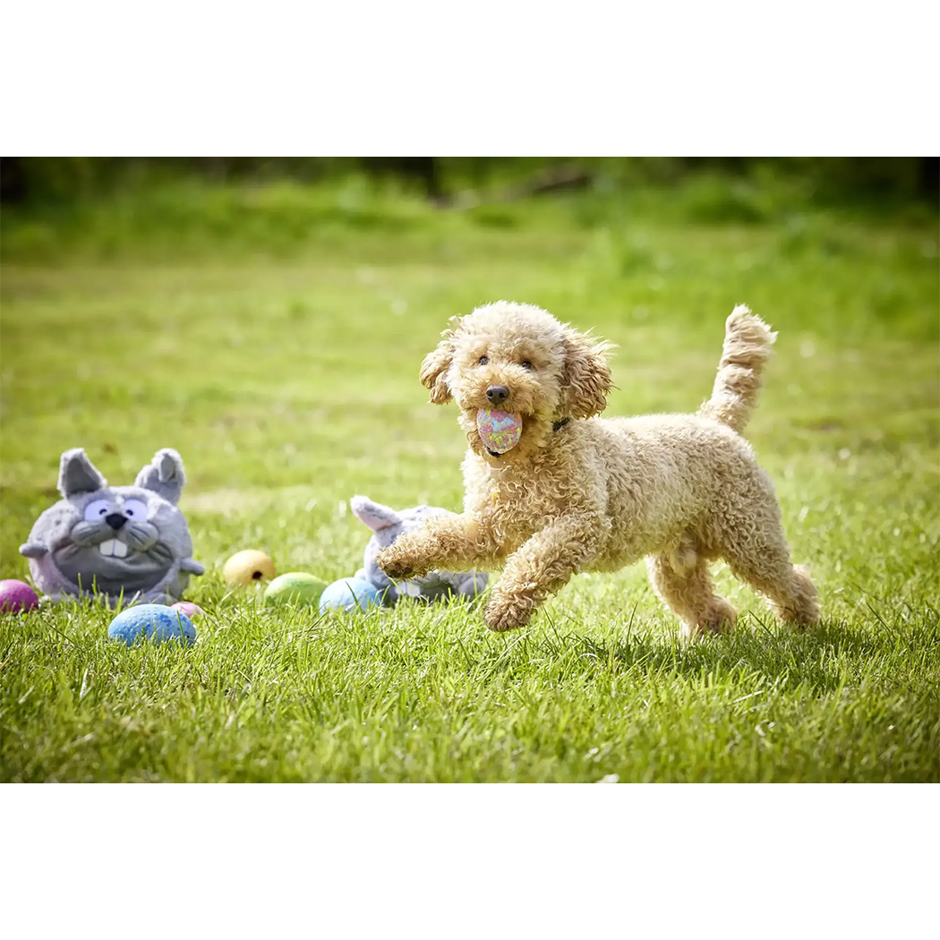 Hund, Spielzeug, Ballspiel, Hundefreude, Garten