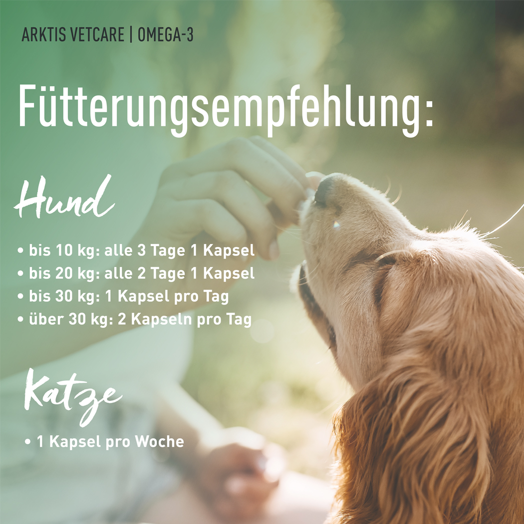 Hund, Katze, Tiergesundheit, Futternempfehlung, Katzennahrung