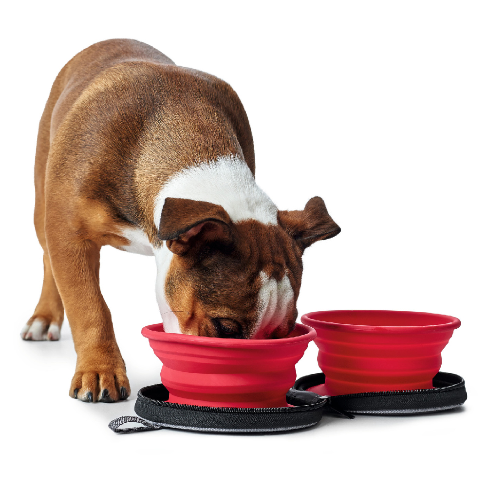 Hund, Futternapf, Hunde-Napf, rote Napf, Hunde-Futterstation